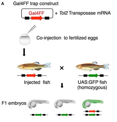 zebrafish